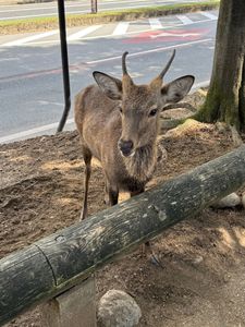 Nara, September 2025